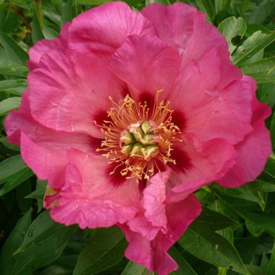 Rosy Future 1, ex Tolo nr. 64-2 upr_result2